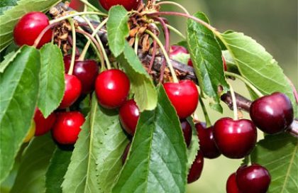 علت میوه ندادن درخت گیلاس چیست(افزایش بار گیلاس)
